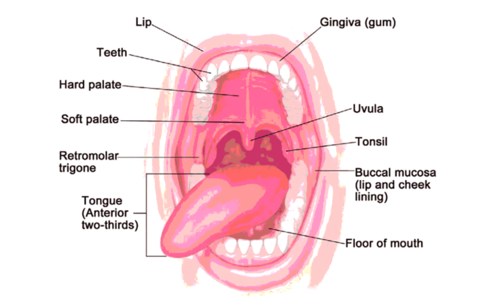 Oral Cancer Surgery Treatment